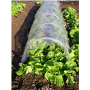 160125 Fóliovník tunelový