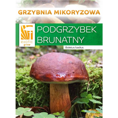 Hřib hnědý ( Boletus badius ) mykorhyzní mycelium