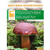 Hřib hnědý ( Boletus badius ) mykorhyzní mycelium