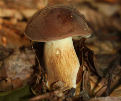Hřib hnědý ( Boletus badius ) mykorhyzní mycelium