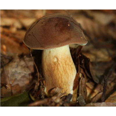 Hřib hnědý ( Boletus badius ) mykorhyzní mycelium