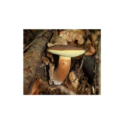 Hřib hnědý ( Boletus badius ) mykorhyzní mycelium
