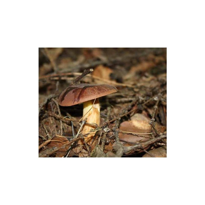 Hřib hnědý ( Boletus badius ) mykorhyzní mycelium