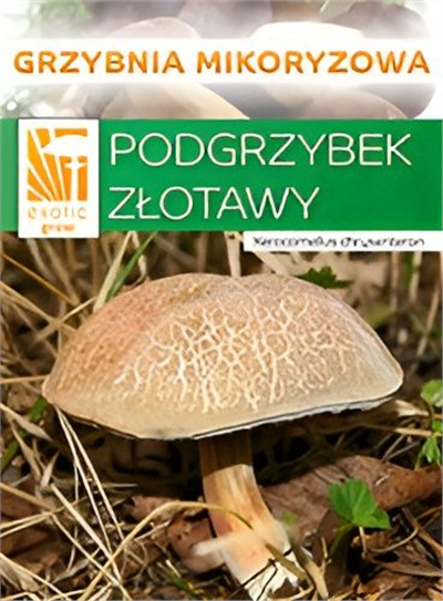 Hřib plstnatý  (Xerocomus subtomentosus)- mykorhyzní mycelium
