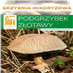 Hřib plstnatý  (Xerocomus subtomentosus)- mykorhyzní myceliu