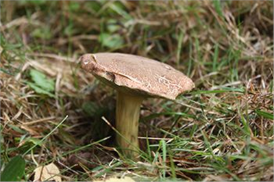 Hřib plstnatý  (Xerocomus subtomentosus)- mykorhyzní mycelium
