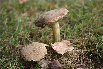 Hřib plstnatý  (Xerocomus subtomentosus)- mykorhyzní mycelium
