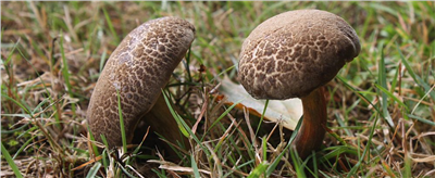 Hřib plstnatý  (Xerocomus subtomentosus)- mykorhyzní mycelium
