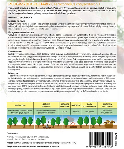 Hřib plstnatý  (Xerocomus subtomentosus)- mykorhyzní mycelium