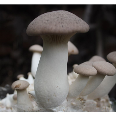 Hlíva máčková (Pleurotus eryngii) 20 ks - podhoubí na kolících