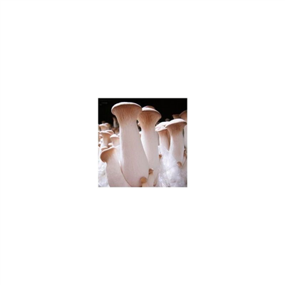 Hlíva máčková (Pleurotus eryngii) 20 ks - podhoubí na kolících