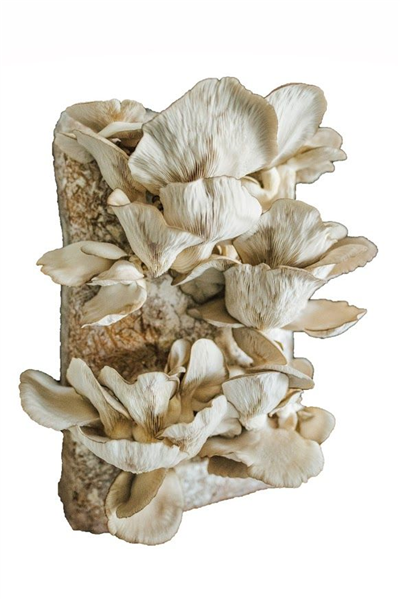 Směs pro pěstování Hlíva ústřičná 15kg (Pleurotus ostreatus)