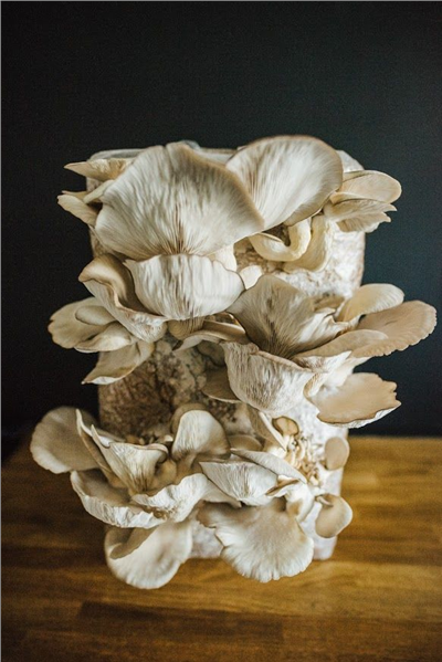 Směs pro pěstování Hlíva ústřičná 15kg (Pleurotus ostreatus)