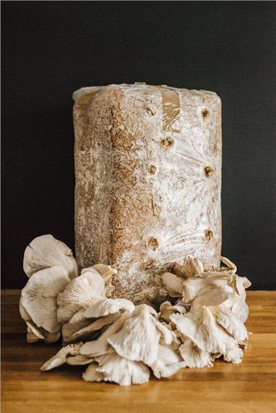 Směs pro pěstování Hlíva ústřičná 15kg (Pleurotus ostreatus)