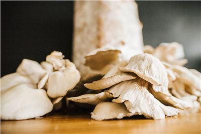 Směs pro pěstování Hlíva ústřičná 15kg (Pleurotus ostreatus)