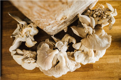 Směs pro pěstování Hlíva ústřičná 15kg (Pleurotus ostreatus)