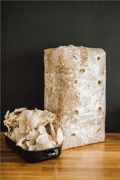 Směs pro pěstování Hlíva ústřičná 15kg (Pleurotus ostreatus)