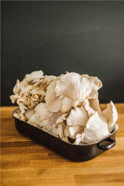 Směs pro pěstování Hlíva ústřičná 15kg (Pleurotus ostreatus)