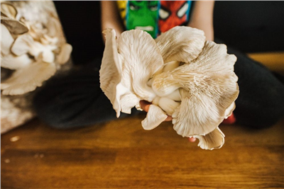 Směs pro pěstování Hlíva ústřičná 15kg (Pleurotus ostreatus)