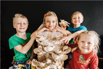 Směs pro pěstování Hlíva ústřičná 15kg (Pleurotus ostreatus)