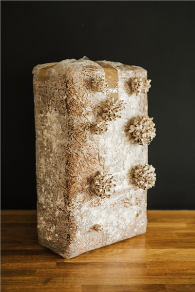 Směs pro pěstování Hlíva ústřičná 15kg (Pleurotus ostreatus)