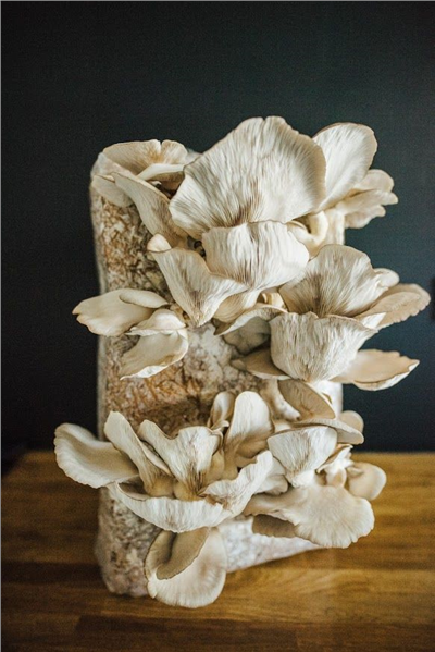 Směs pro pěstování Hlíva ústřičná 15kg (Pleurotus ostreatus)