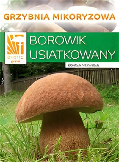 Hřib dubový (Boletus reticulatus)- mykorhyzní mycelium