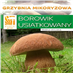 Hřib dubový (Boletus reticulatus)- mykorhyzní mycelium