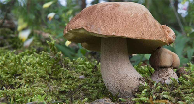 Hřib dubový (Boletus reticulatus)- mykorhyzní mycelium