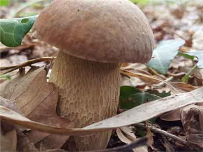 Hřib dubový (Boletus reticulatus)- mykorhyzní mycelium
