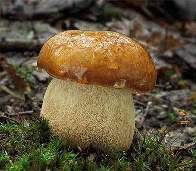 Hřib dubový (Boletus reticulatus)- mykorhyzní mycelium