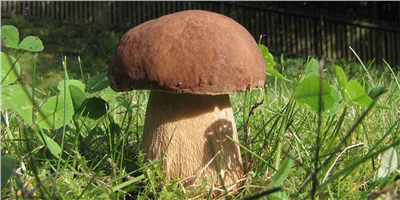Hřib dubový (Boletus reticulatus)- mykorhyzní mycelium