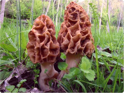 Smrž obecný (Morchella esculenta) mycelium 750ml