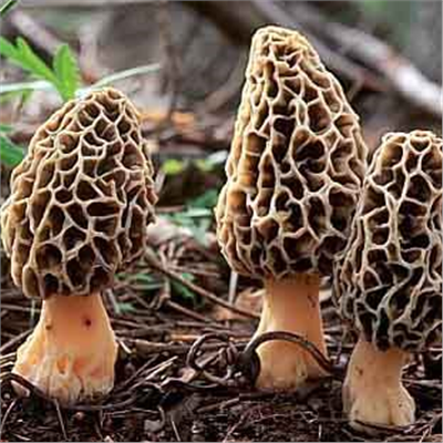 Smrž obecný (Morchella esculenta) mycelium 750ml