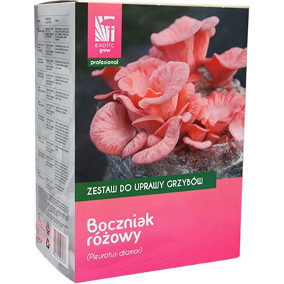 Hlíva růžová (Pleurotus djamor) 1kg, sada pro pěstování