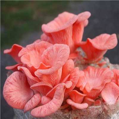 Hlíva růžová (Pleurotus djamor) 1kg, sada pro pěstování