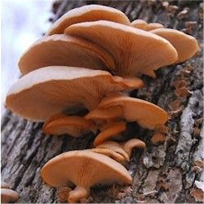 Hlíva růžová (Pleurotus djamor) 1kg, sada pro pěstování