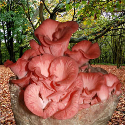 Hlíva růžová (Pleurotus djamor) 1kg, sada pro pěstování