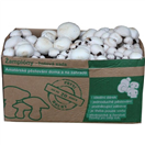 PLANTO PO-10KG-ZB Sada pro pěstování Žampión bílý 10kg (Agaricus Bisporus)