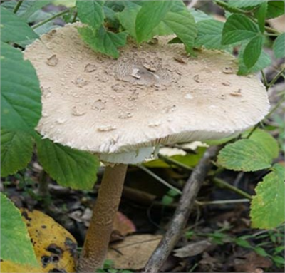Bedla vysoká (Macrolepiota procera) mycelium 750ml