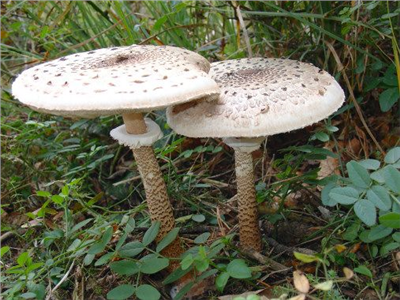 Bedla vysoká (Macrolepiota procera) mycelium 750ml
