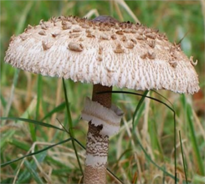 Bedla vysoká (Macrolepiota procera) mycelium 750ml