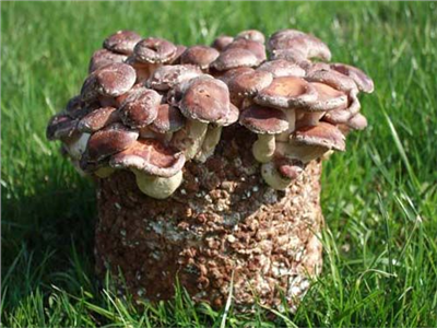 Substrát SHII TAKE - Houževnatec jedlý 3,5kg