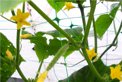Síť podpůrná, pro popínavé rostliny, 2x10m PLANT NET