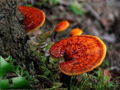 REISHI 20ks - podhoubí na kolících