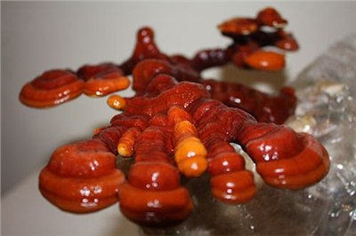 REISHI 20ks - podhoubí na kolících