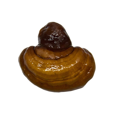 REISHI 20ks - podhoubí na kolících