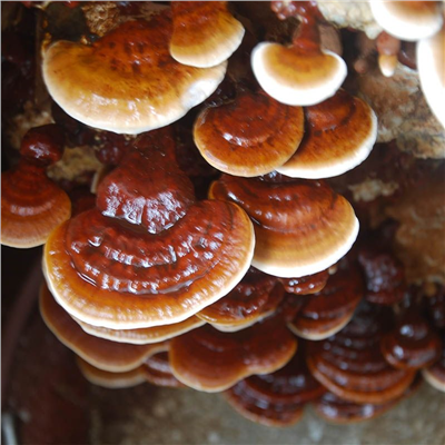 REISHI 20ks - podhoubí na kolících