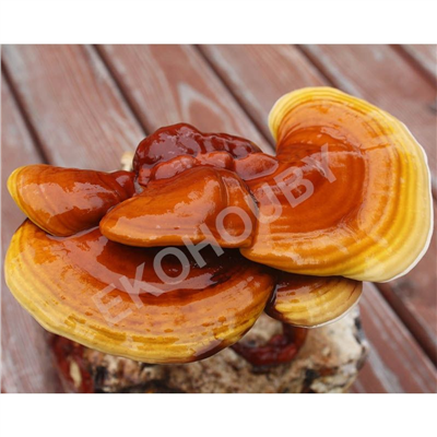 REISHI 20ks - podhoubí na kolících