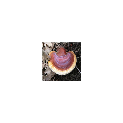 REISHI 20ks - podhoubí na kolících